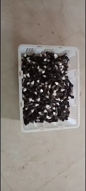 江华县黑皮鸡枞菌薰地，全年供应
