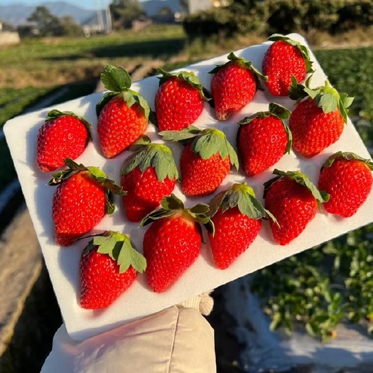 德昌县草莓