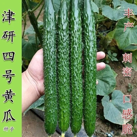 衡阳津研四号黄瓜种子绿瓤心肉水果春秋四季阳台盆栽蔬菜种籽苗孑