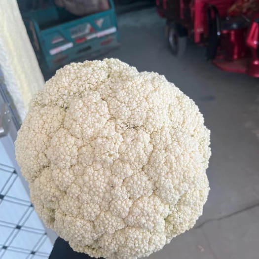 兰州花菜大量上市，诚信为本，代发全国各地