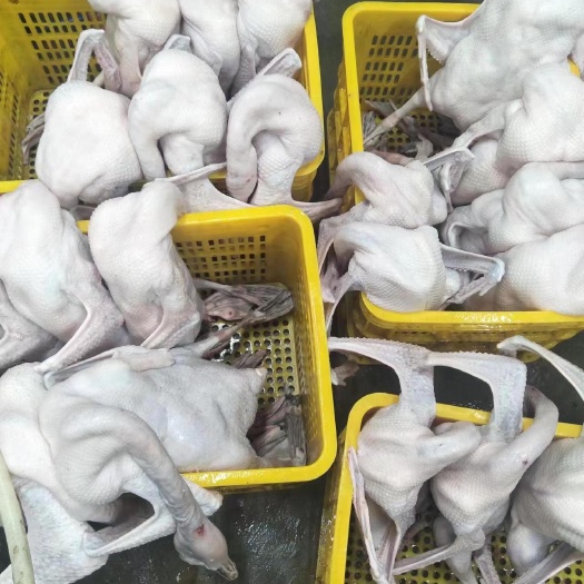 阳江黑棕鹅户外散养鹅马光鹅鹅肉冰鲜鹅新鲜光鹅白条鹅1箱起售