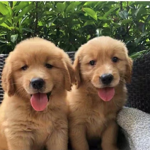 息县金毛犬