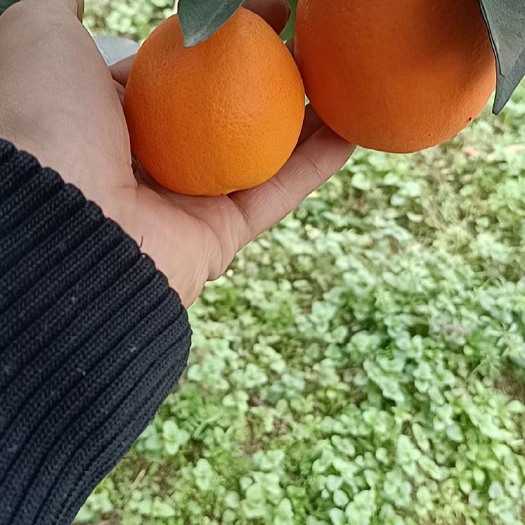 丹江口市水都丹江口纽荷尔脐橙，长虹脐橙，芦柑口感醇正，基地直供