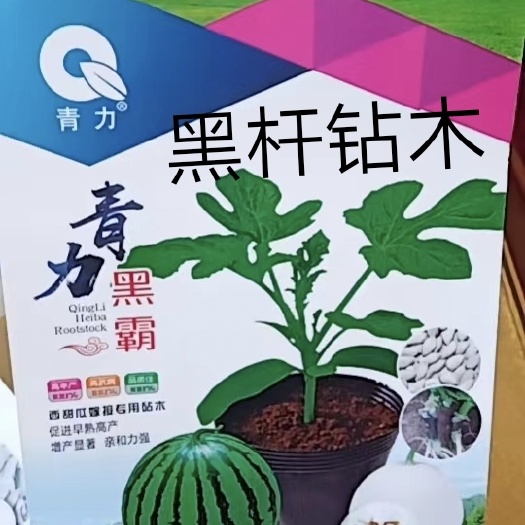扶沟县西瓜砧木嫁接西瓜种易管理抗病性强抗裂糖度比其它增加1度口感酥