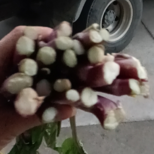 华容县红菜苔