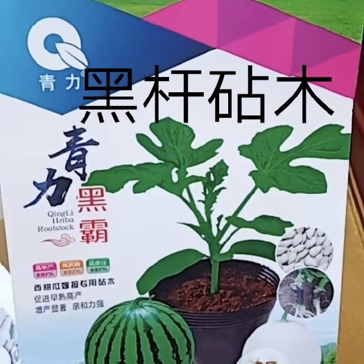 西瓜砧木嫁接西瓜种易管理抗病性强抗裂糖度比其它增加1度口