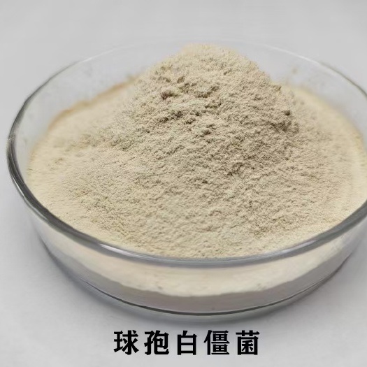 沂源县白僵菌，适用于农药肥料。防治果树，茶叶，蔬菜等经济作物虫害