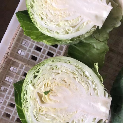 漳州包菜，福建漳州基地种植，期待更多老板合作，支持各种规格包装