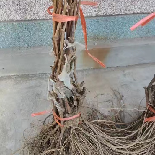 卢龙县阳光玫瑰葡萄苗