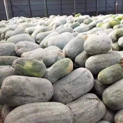 襄城县白冬瓜