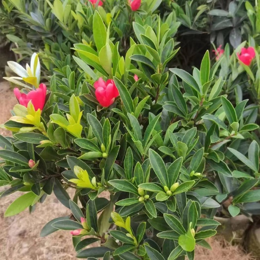 洞口县杜鹃红山茶苗