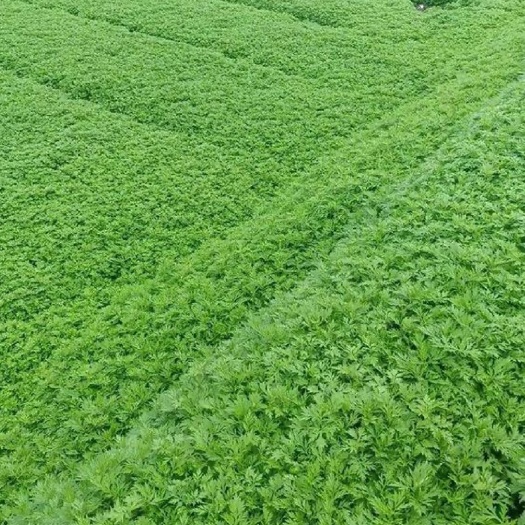 兴宁市新鲜艾草可吃菜青团糍粑艾草叶批发