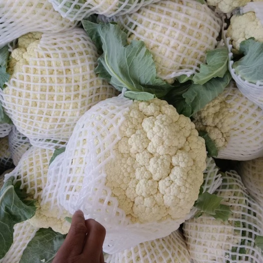 中牟县菜花，乳白，不黄，没黑点。