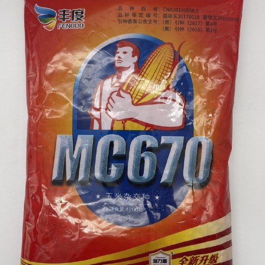 MC670玉米种子国审抗病矮杆大棒抗高温黄金角质粮，适应性广