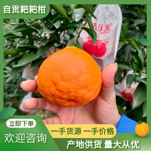荣县青见柑桔  耙耙柑   春见