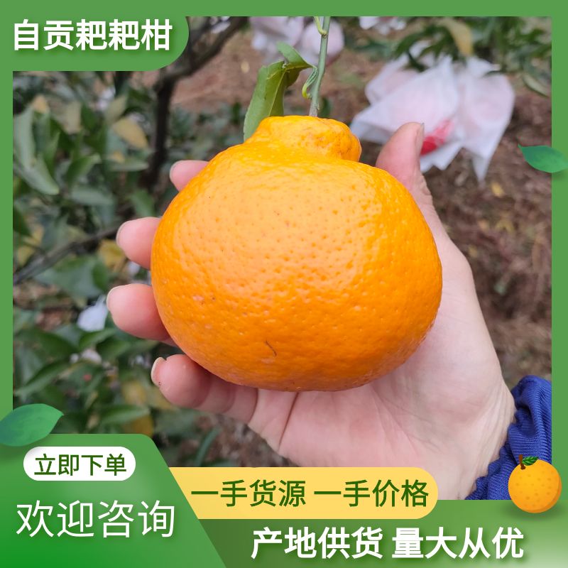 耙耙柑   春见口感好超甜如蜜果大亮高山货