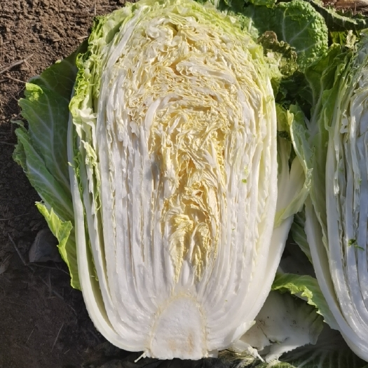 清杂三号黄心大白菜
