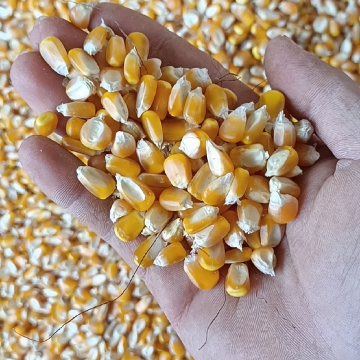 丘北县2022当年产玉米粒颗粒饱满好饲料