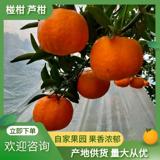 荣县高山货   芦柑  椪柑