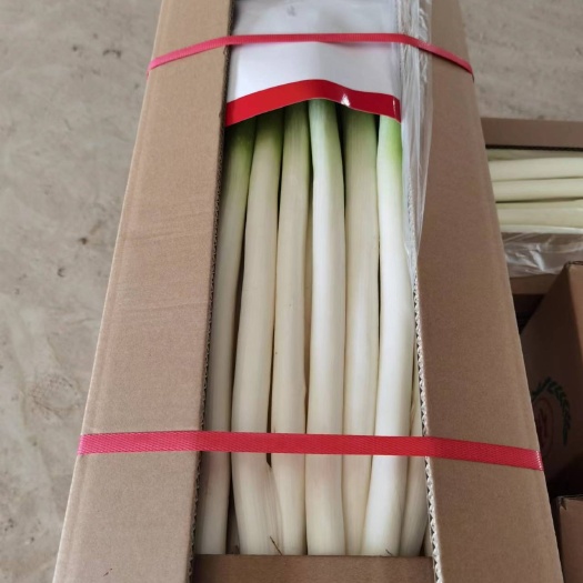 漳州大葱，福建漳州基地种植，支持各种规格包装，期待老板们下单