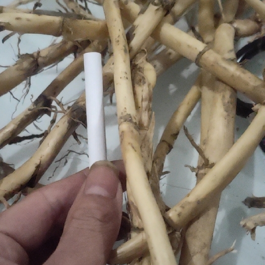 安阳鲜芦根