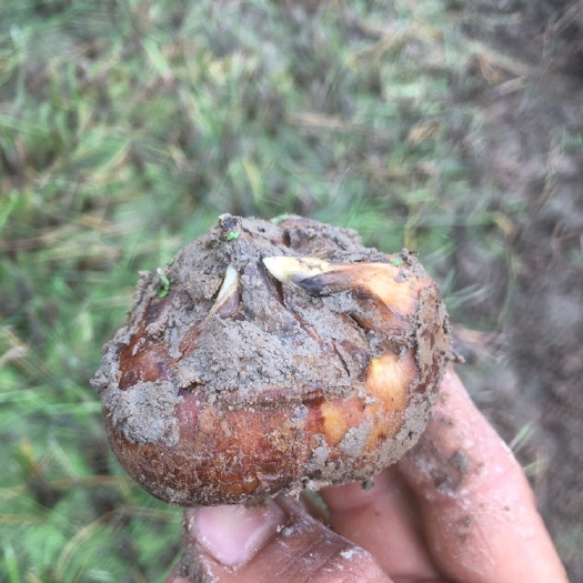 荸荠，毛马蹄 广西水果马蹄，荸荠