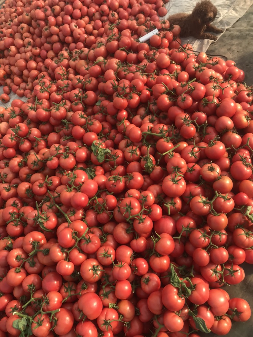 费县山东硬粉西红柿、产地批发价格、实力代收