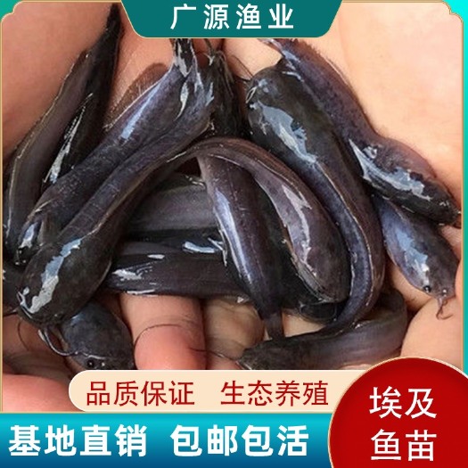 广州革胡子鲶鱼埃及塘鲺鱼苗塘虱鱼凶猛大型鱼八须鲶鱼活体淡水大鱼苗