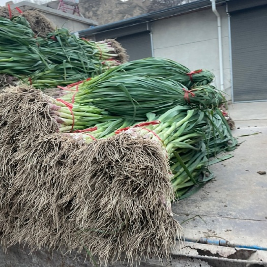 天水红根蒜苗便宜出售量大从优