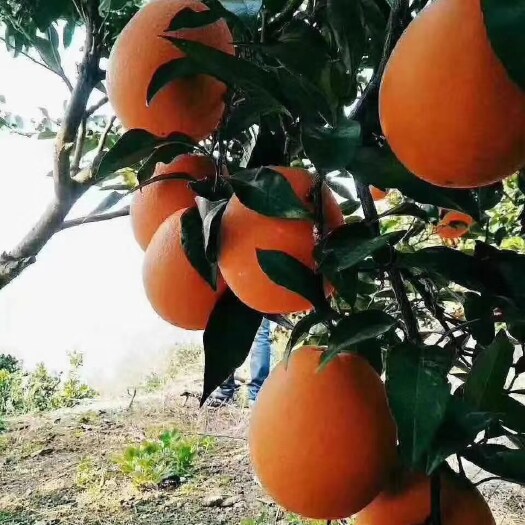 宁都县赣南脐橙果园直销