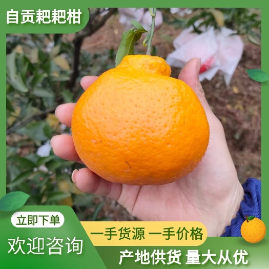 荣县柑桔  高山货  耙耙柑   春见  口感好