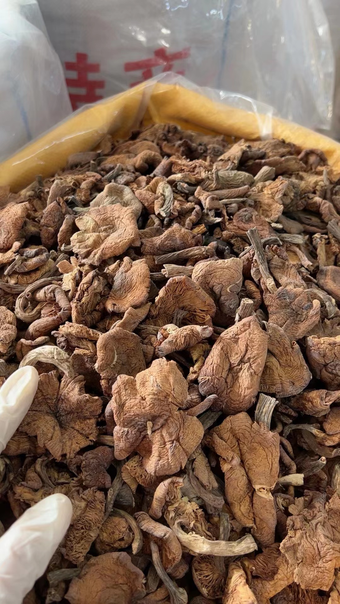 厂家直销东北榛蘑原产地批发东北特产小鸡炖蘑菇
