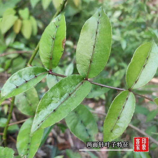 南宁两面针根