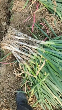 新野县铁杆大葱