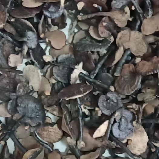 乐业县灵芝统货批发需要的联系我