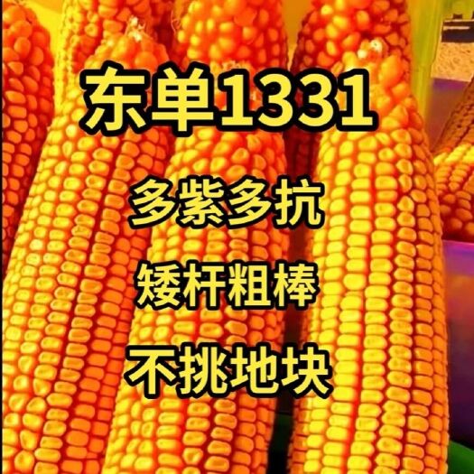 东单1331种子，东亚种业