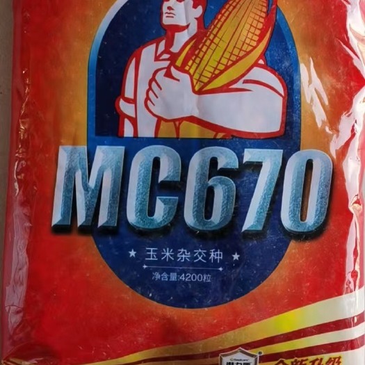 徐州MC670玉米种子 玉米种国审品种 玉米种子 轴细粒深丰产