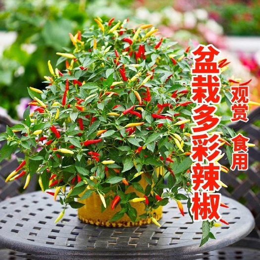 衡阳多彩朝天椒种子多色小米辣椒种籽变色小尖椒食用观赏盆栽阳台四季