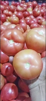 元謀縣云南西紅柿硬粉西紅柿，產(chǎn)地直銷，貨源穩(wěn)定供應(yīng)全國市場