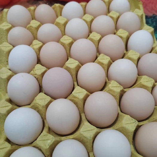 鸡蛋厂家直销