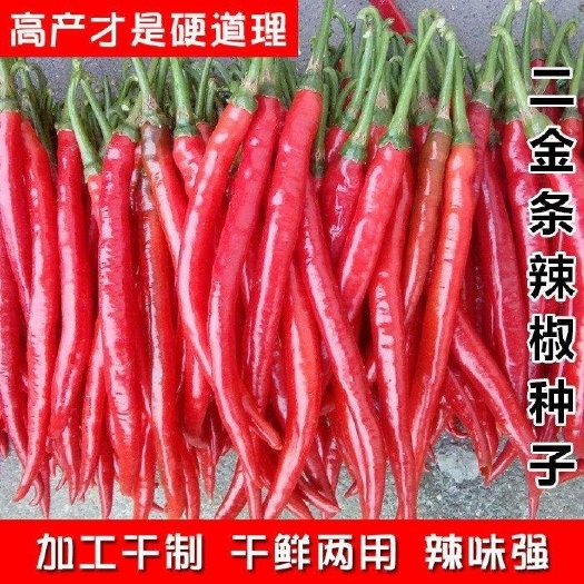 二金条辣椒种子大金条长线椒二荆条香辣四川海椒川辣妹种菜蔬菜籽