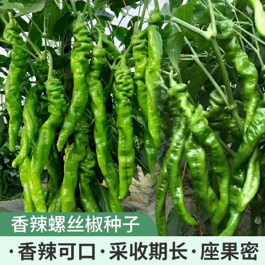 衡阳香辣螺丝椒种子苗皱皮海椒四季菜种春季盆栽蔬菜辣椒种籽