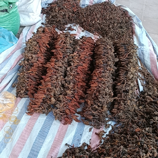 云南回春草无硫晒干烘干