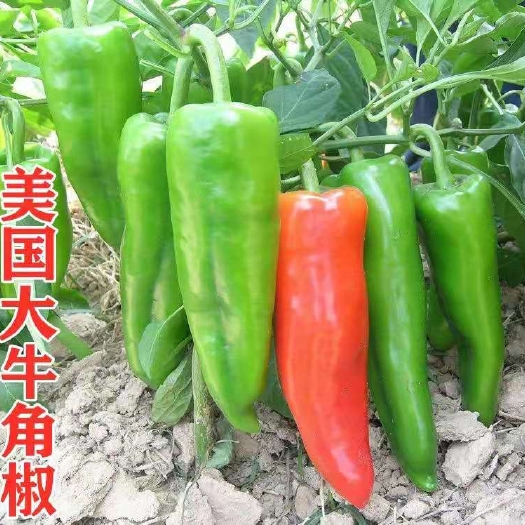 美国大牛角椒种子
