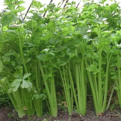 唐山蔬菜基地大棚芹菜