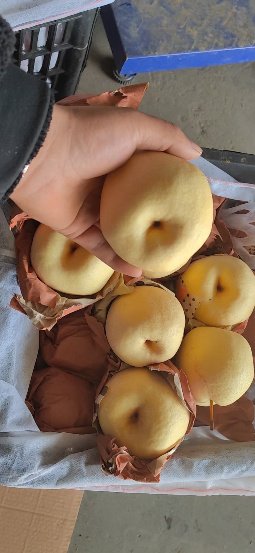 陕西纸袋酥梨（砀山酥梨）现货供应欢迎采购货源充足预售从速