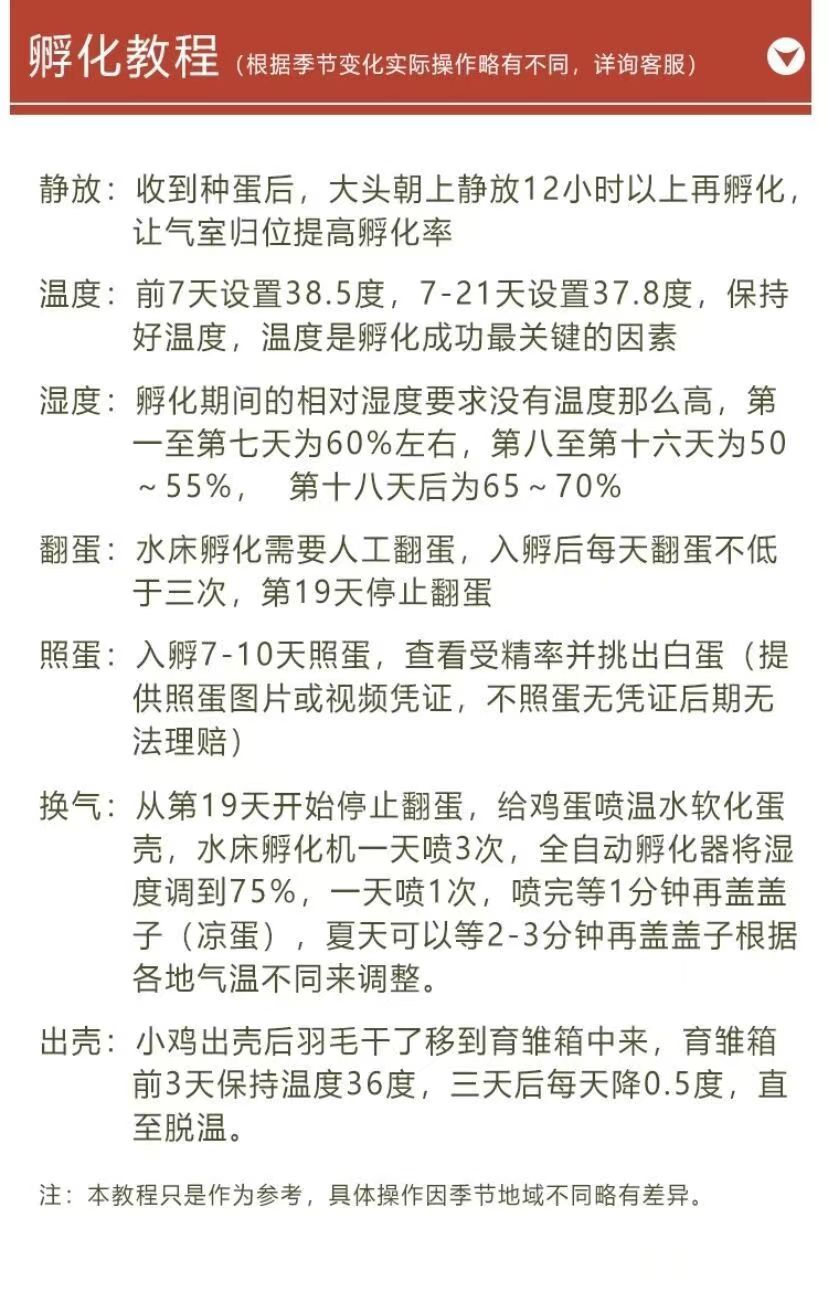 鸡种蛋 纯种红瑶鸡种蛋可以孵化小鸡的种蛋保障受精率包邮到家