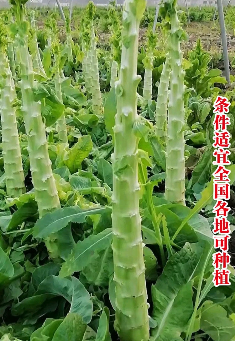 四季莴笋种子青皮绿肉香莴笋种子耐热耐寒春秋冬播种蔬菜种籽
