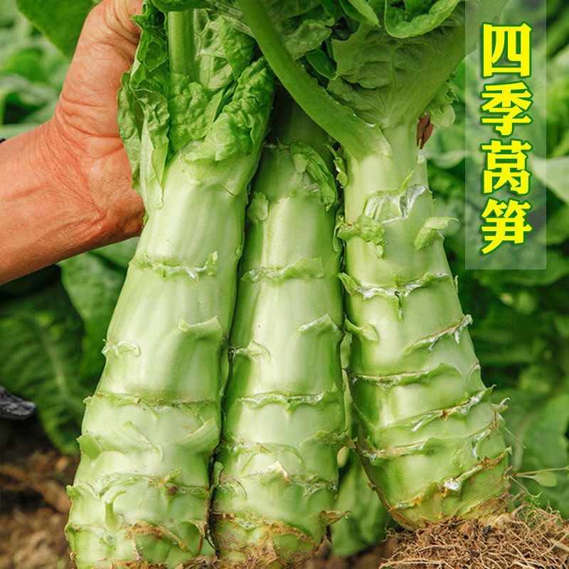 四季莴笋种子青皮绿肉香莴笋种子耐热耐寒春秋冬播种蔬菜种籽