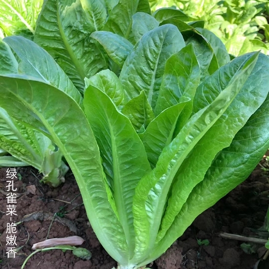 衡阳孔雀菜种子 绿孔雀菜种子 生长快口感脆嫩